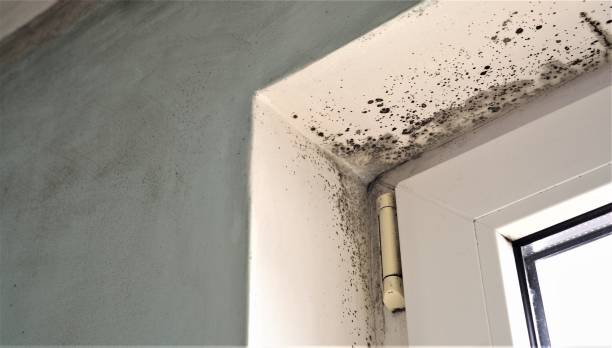 Professional Mold Removal in Lake Lorraine, FL